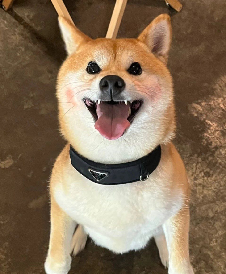 Prada Re-Nylon Pet Collar