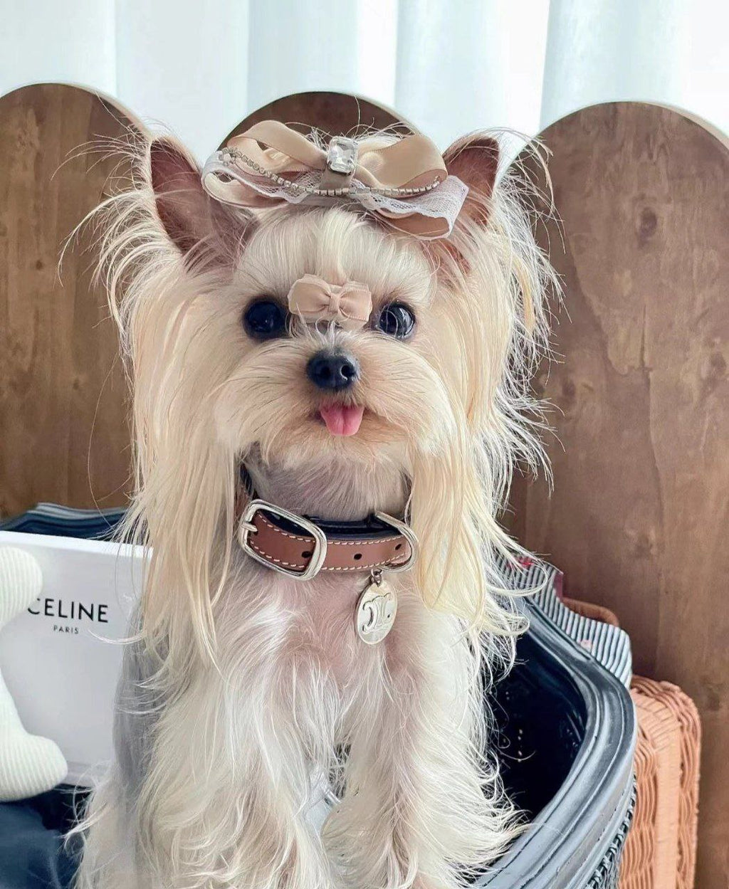 Celine Pet Collar